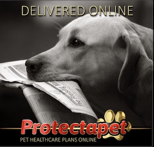 Dog with newspaper in hs mouth advertising Protectapet Pet Healthcare Plans delivered online